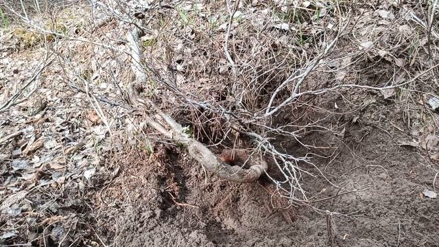 ОХOТА на ЯМАДОРИ. ВЯЗ. Часть 1 | Yamadori hunting. Elm spp. Part 1