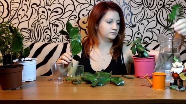 Замиокулькас, долларовое дерево или женское счастье- часть 1. Пересадка и методы размножение цветка смотреть онлайн