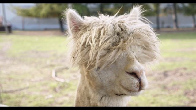 Смотреть видео онлайн