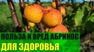 Польза и вред абрикос для здоровья