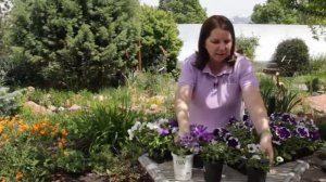 What Is the Name of a White & Purple Petunia?