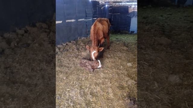 video.mp4