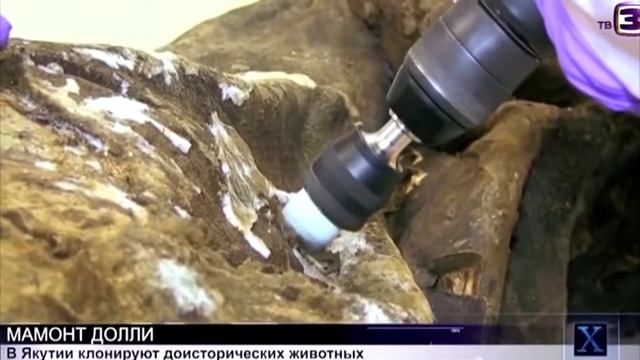 Клонирование доисторических мамонтов в Якутии