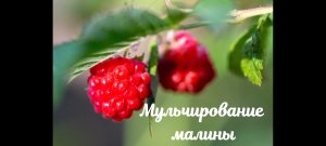 Правильное мульчирование малины- залог отличного урожая на многие года – Прайм на даче