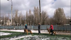 Самарская ладья - 2017. Молодые кобели