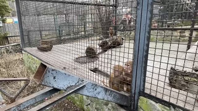 Люська и Лешик ВСТРЕТИЛИСЬ! Люська сразу показала Лешику и его семье кто в их семье будет ГЛАВНЫМ! смотреть онлайн