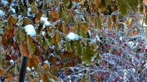 "Слава Богу, снова я один..." Песни иеромонаха Романа