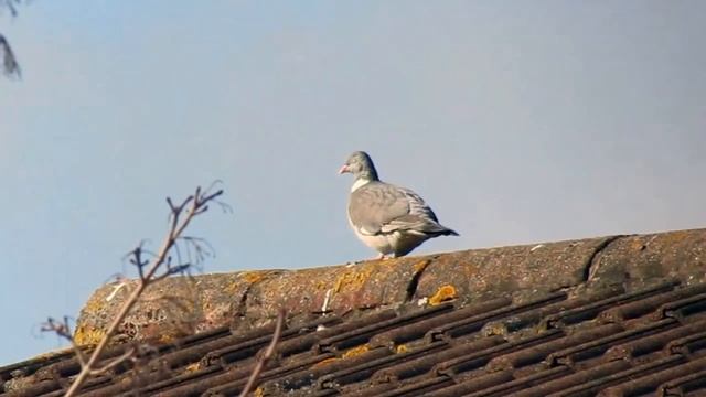 BirdWatching with Canon PowerShoot SX410 IS смотреть онлайн