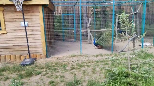 Вяжу игрушки на ярмарку. Мы на фестивале - очень красивое место!