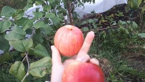 Ура! Первый урожай ! ? саженцы яблонь от питомника Сады Урала !