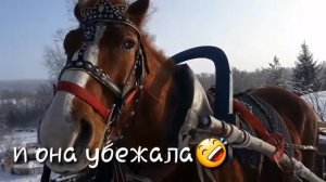 как запрячь лошадь