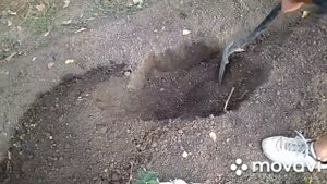 Посадка ежевики. Как сохранить весенние саженцы ежевики ЗКС до осени не высаживая в грунт.
