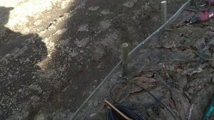 Плетём плетень своими руками