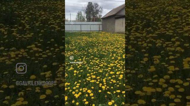 03-05-2023 Ковёр из одуванчиков.