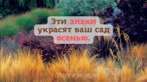 Эти злаки украсят ваш сад осенью.??