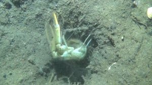 Рак щелкун в бухте