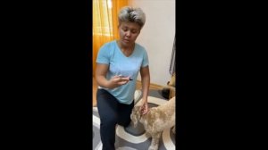 Стрижка когтей у собак