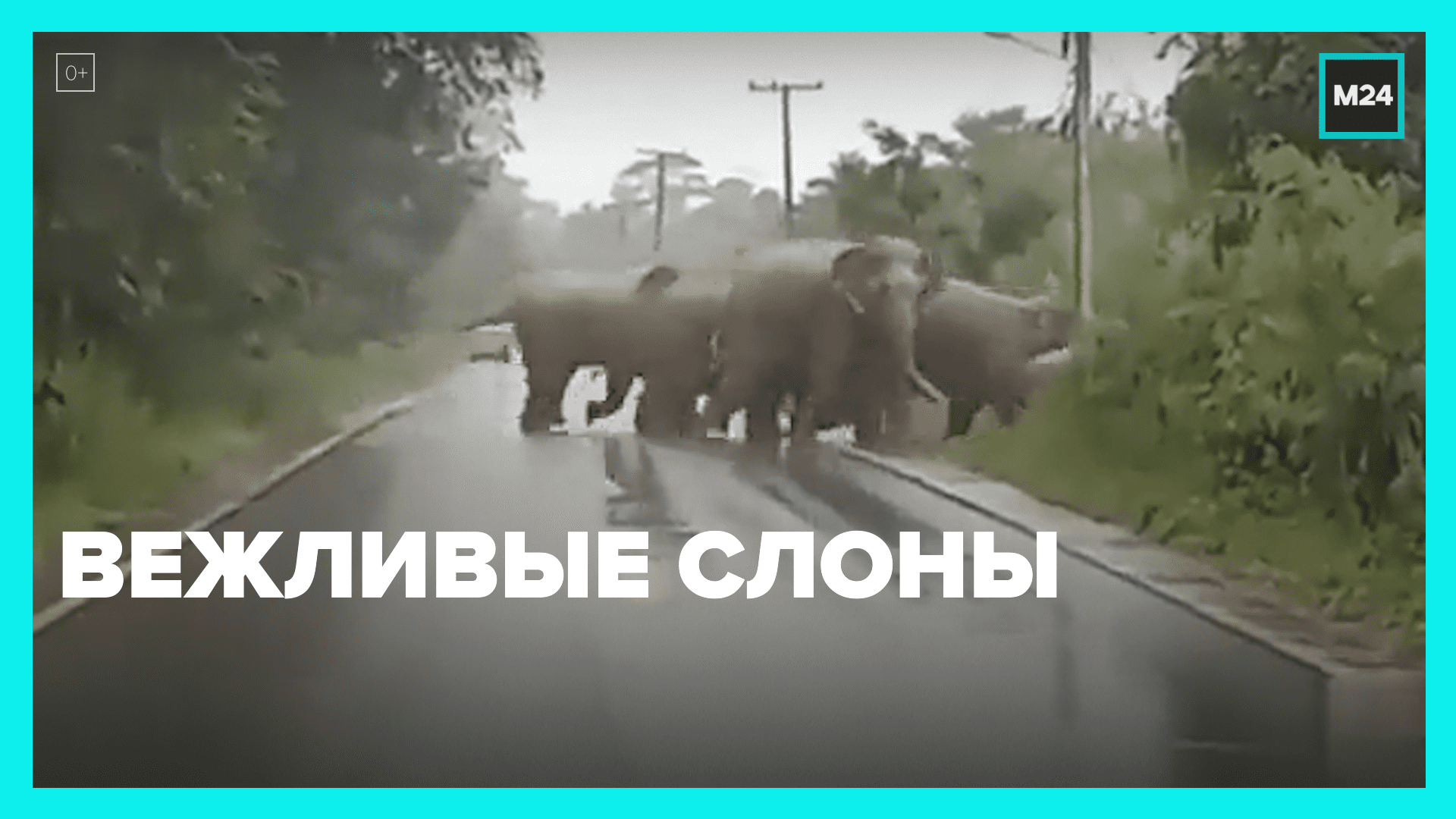 Слоны переходят дорогу. Слоны переходят дорогу и благодарят. Страшная сила 2022 слоны. Вежливый слон