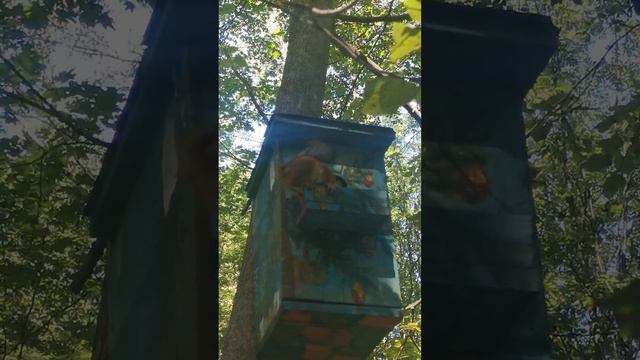 Белка🐿️🐿️🐿️ смотреть онлайн