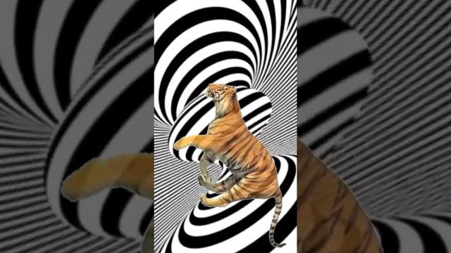 Тигр-анимация  гиф  графика .Tiger animation GIF graphics