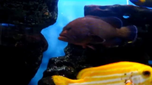 Аквариум (23.03.2013) Московский зоопарк. смотреть онлайн