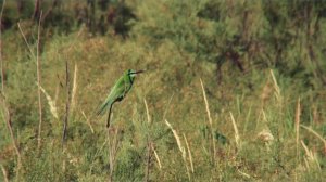 Остров Тюлений