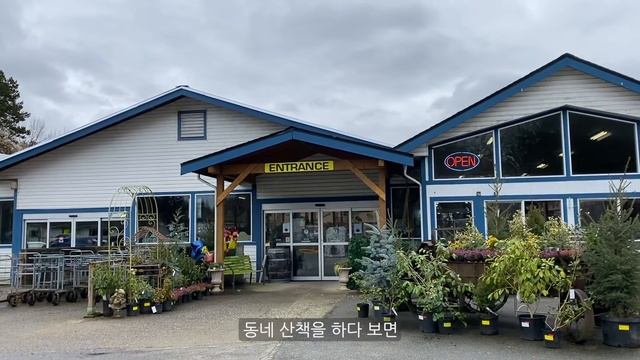 빨리 자라라~ 별목련(Magnolia stellata 'Royal Star'), 작은 정원 추천수, Gardening, Vancouver, Canada смотреть онлайн