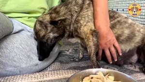 Pregnant Dog Continuously Wagging Tail, Smiling Because She Wanted Help While Abandoned By Her Owne