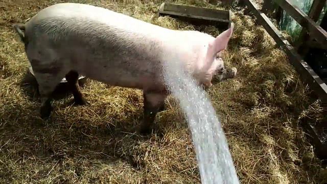 Пекло 2019 спасаемся от жары. Animals escape the heat by taking a shower смотреть онлайн