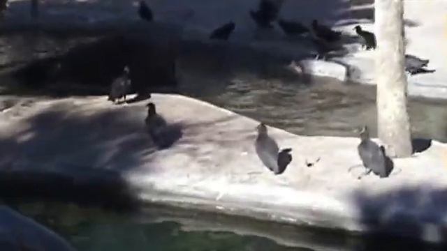 Kilimanjaro Safaris - Big Red - Animal Kingdom, Walt Disney World 01-2003 смотреть онлайн