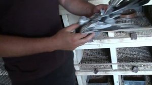 ГОЛУБИ  ВИКТОРА  ЙОС,  СТАРО  НИКОЛАЕВСКИЕ..БЕРЕЗНЕГОВАТОВСКИЕ!!!  30. 05.2023 г.