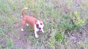 Любимая игра моего амстаффа