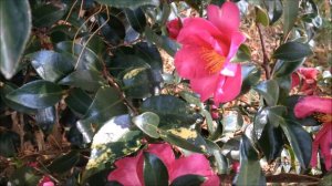 Camellia Sasanquas blooming November 25th