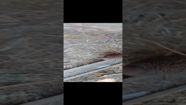 Линька у румынских фазанов