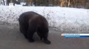 В Енисейском районе проснулись и начали выходить к людям медведи