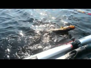 Рыбалка. Щука на манку. озеро Высокинское