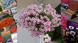 Ампельная Петуния/Самые мощные и красивые сорта петунии/ Большой обзор сортов петунии! Рекомендации