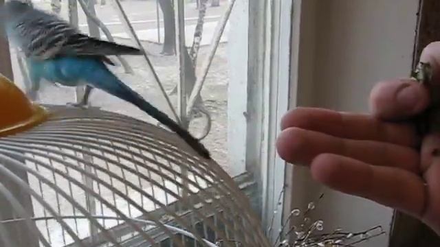 Попугай волнистый - Приучаем к руке (1) смотреть онлайн