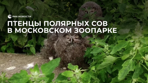 В Московском зоопарке вылупились птенцы полярных сов