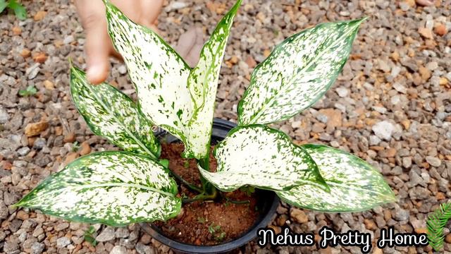 വിലക്കുറവിൽ ചെടികൾ|Calathea|Aglaonema|Hoya|Petunia|Dieffenbachia|Croton|Caladium|Plant Sale ☘️☘️🌿🌿