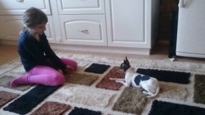 Американский той-фокстерьер. Повышаем пониженную ползучесть! ? ? ?