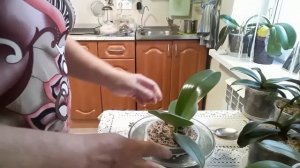 Хлорелла для орхидей