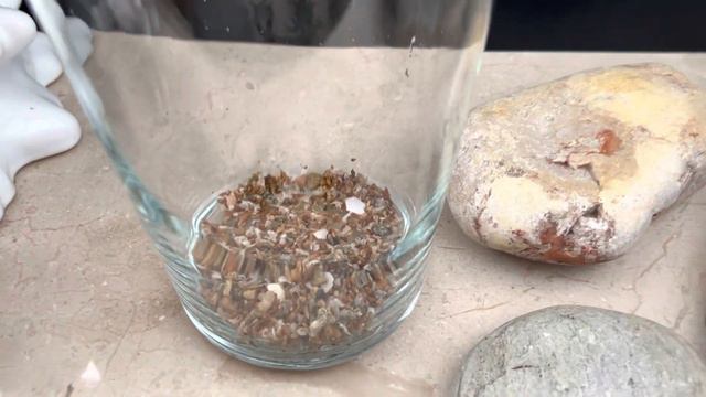 КОМПОЗИЦИЯ С ТИЛЛАНДСИЯМИ СВОИМИ РУКАМИ смотреть онлайн