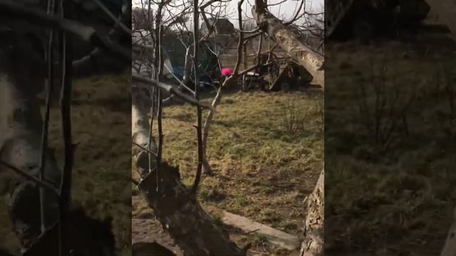 Побелка и чистка деревьев весной