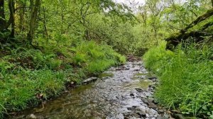 Приятный звук ручья и пение птиц для успокоения нервов, релаксации и сна. Быстро заснуть. Релакс.