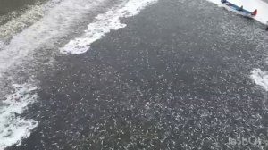 Добыча сельди в Охотском море. Охотск 2023 г