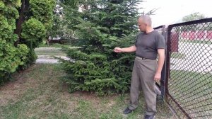 Пихта белая.Abies alba Mill.