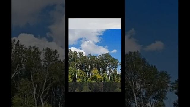 Звуки леса с пением птиц и журчанием ручья