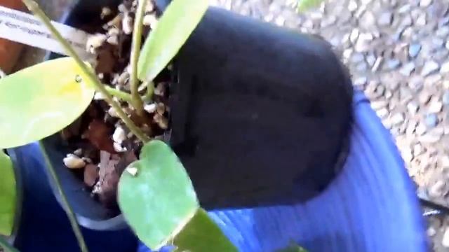 МОЯ КОЛЛЕКЦИЯ ХОЙ. ЧАСТЬ 3. УХОД