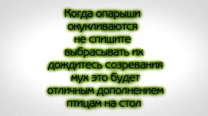 Животные ОбзорЫ выпуск  4  корм для  Насекомоядных Птиц